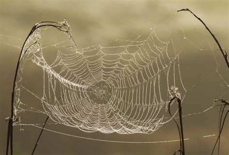 Spider web titties